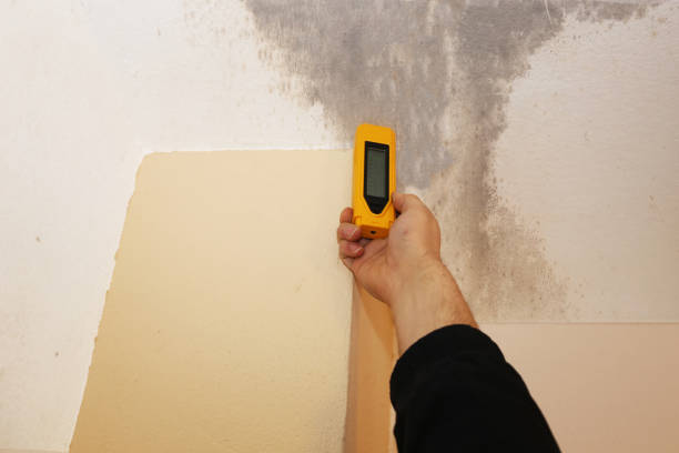  Centennial, CO Mold Removal Pros