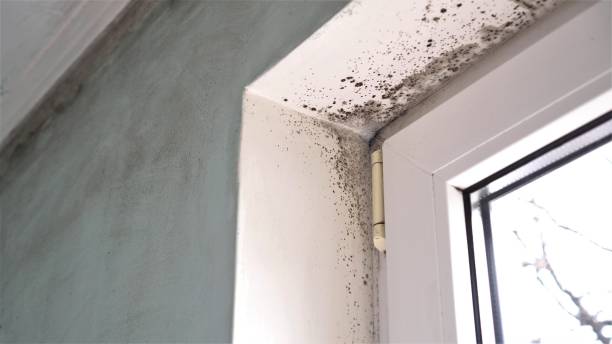 Best Environmental Consulting for Mold Prevention  in Centennial, CO