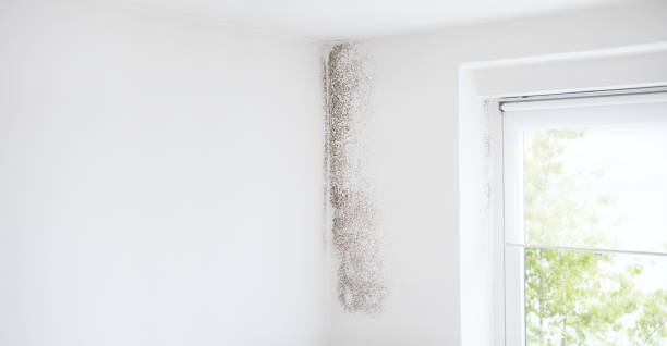 Best HVAC Mold Inspection and Cleaning  in Centennial, CO