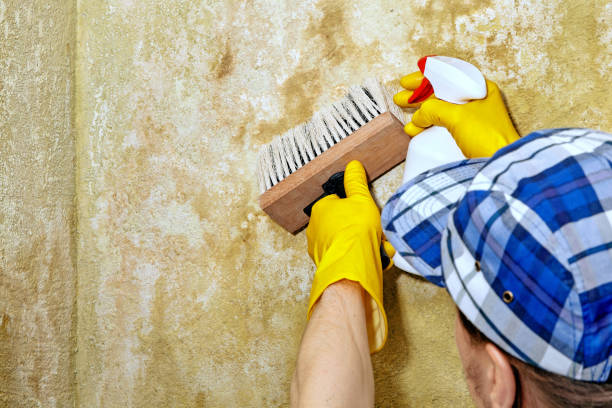 Best Forensic Mold Investigation  in Centennial, CO