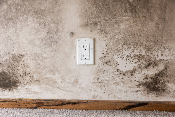 Best Commercial Mold Inspection  in Centennial, CO
