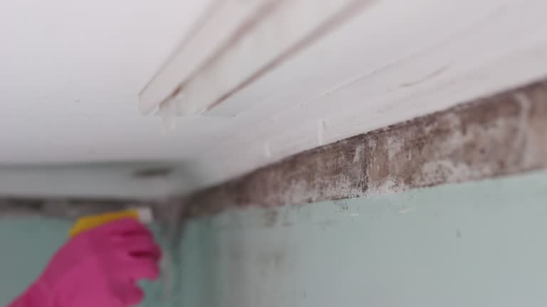 Environmental Consulting for Mold Prevention in Centennial, CO